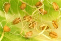 Visão de close-up de sementes de trigo brotantes — Fotografia de Stock