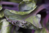 Raw Brussel Sprout Folhas sobre fundo desfocado — Fotografia de Stock