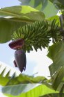 Банановое дерево с зелеными листьями — стоковое фото