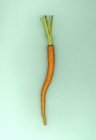 Cenoura fresca colhida — Fotografia de Stock