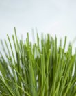 Cebolinha verde fresca — Fotografia de Stock