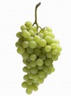 Ramo de uvas blancas - foto de stock