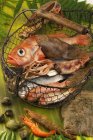 Выбор рыбы и моллюсков — стоковое фото
