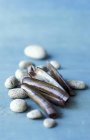 Closeup view of razor clams and stones on blue surface — Stock Photo