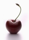 Fresh Burlat cherry — Stock Photo