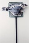 Морський лящ і бас риб — стокове фото
