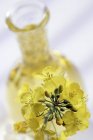 Rape seed oil in bottle on blurred background — Stock Photo