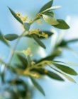 Крупный план цветущих оливковых ветвей — стоковое фото