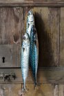 Fresh mackerel hanging on a door after a fishing trip — Stock Photo