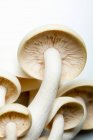 Крупным планом свежих устричных грибов — стоковое фото