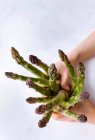 Mani che tengono le lance di asparagi verdi — Foto stock