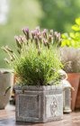 Lavendel im Blumentopf — Stockfoto