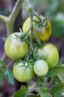 Tomates verdes en la planta - foto de stock