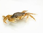 Crabes crus, gros plan — Photo de stock