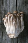 Primo piano del fungo Shimeji marrone — Foto stock