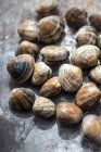 Fresh clams, closeup shot — Stock Photo