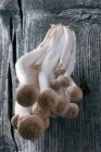 Nahaufnahme von braunem Shimeji-Pilz — Stockfoto