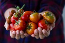 Hands holding different tomato varieties — Stock Photo