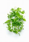 Fresh green basil leaves isolated on white background — Stock Photo
