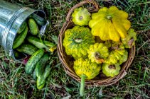 Freshly picked cucumbers and pattypans — Stock Photo