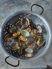 Steamed clams, closeup shot — Stock Photo