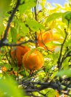 Naranjas portuguesas creciendo en un árbol (región del Algarve) - foto de stock