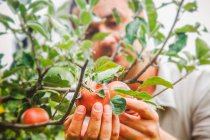 Nahaufnahme einer Hand, die eine rote reife Tomate im Garten hält — Stockfoto