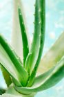 Pianta di aloe vera con foglie verdi — Foto stock