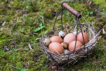 Chicken eggs and quail eggs in wire basket with hay — Stock Photo