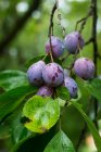 Blue summer plums on the branch with raindrops — Stock Photo