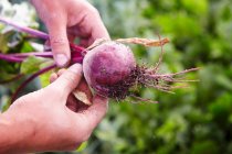 Hands holding a beetroot — Stock Photo