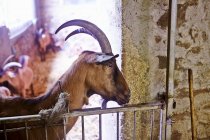 Un primo piano di una capra carina in montagna — Foto stock