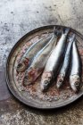 Sardines fraîches sur un plateau métallique — Photo de stock