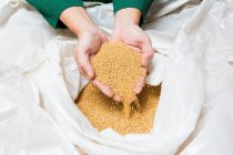 Manos recogiendo semillas de mostaza de un saco de plástico - foto de stock