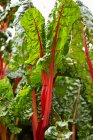 Bietola dal gambo rosso che cresce in giardino — Foto stock