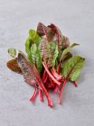 Red stemmed baby chard — Stock Photo