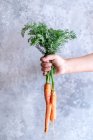 A mão de uma criança segurando cenouras frescas — Fotografia de Stock