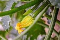 A courgette flower on a plant — Stock Photo