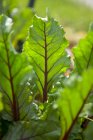 Chard growing in the garden — Stock Photo