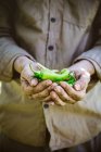 Jardinier tenant des piments mûrs — Photo de stock