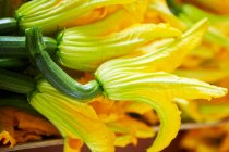 Courgette flowers (close-up) — Stock Photo
