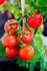 Red tomatoes on a branch in the garden — Stock Photo