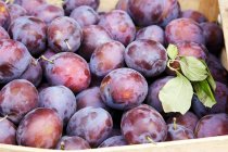 A crate of fresh damsons — Stock Photo