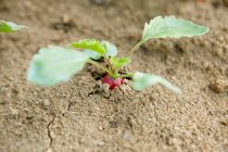 A radish growing in the earth — Stock Photo