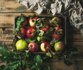 Seasonal garden harvest colorful apples with green leaves in wooden tray over rustic wooden background — Stock Photo