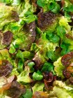 Eichenblattsalat und Feldsalat, aus nächster Nähe — Stockfoto