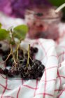Fresh Aronia berries on checkered cloth — Stock Photo