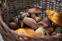 Basket of fresh forest mushrooms — Stock Photo