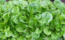 Lechuga con gotas de agua, tiro de cerca - foto de stock