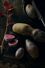 Trüffelkartoffeln und rotes Basilikum auf dunkler Oberfläche — Stockfoto